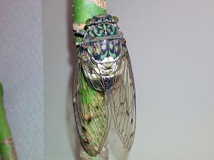 20070823_cicada.jpg