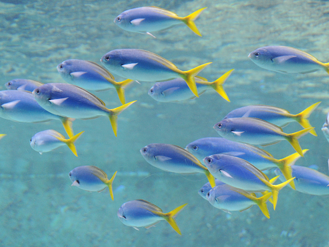 20081007_okinawa_3-3