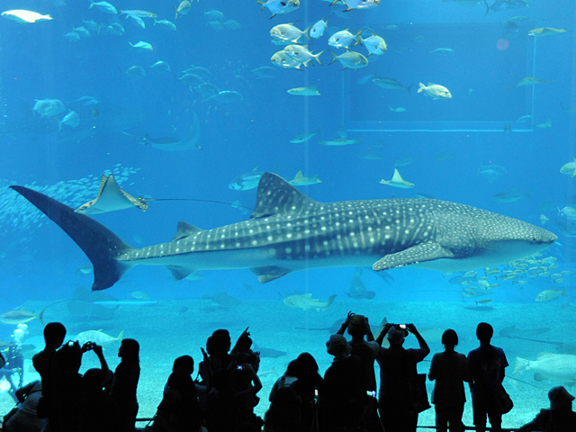 20081007_okinawa_3-5