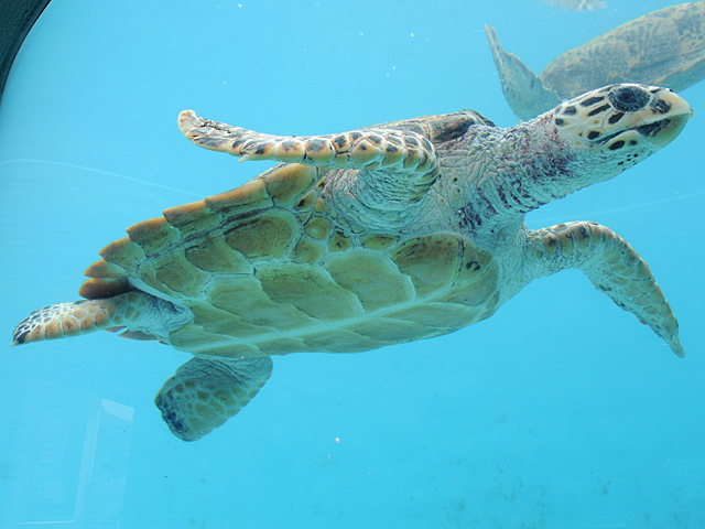 20081007_okinawa_3-7